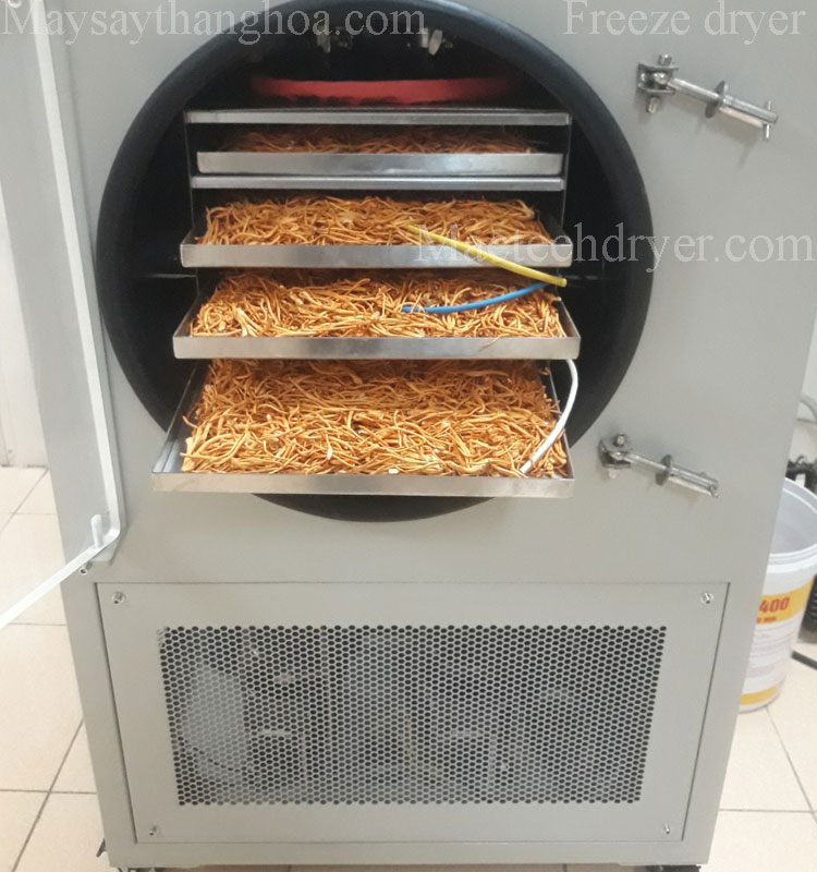 Cordyceps mushrooms dried by freeze dryer