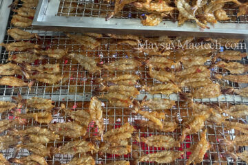 One-sun shrimp dryer, drying high quality dried shrimp and dried fish