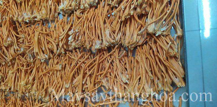 Tan Trao Tuyen Quang University, using 10kg Freeze dryer, drying cordyceps mushrooms