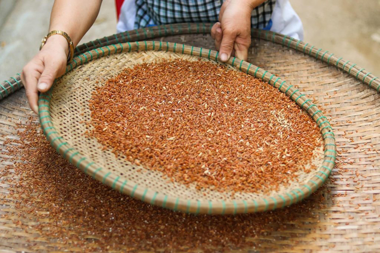 Bh.nong brown rice Product - Phuong Nga Production Company, drying for rice, drying vegetable