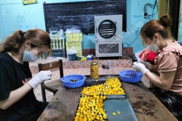Nghia Ta Cooperative, producing yellow flower tea, uses MST50GD
