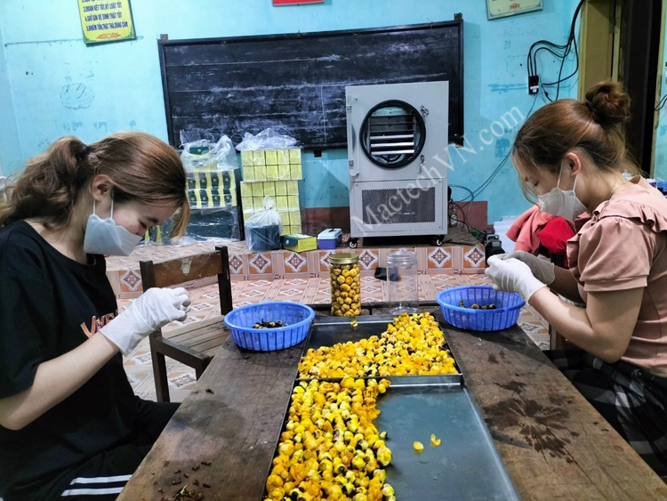 Nghia Ta Cooperative, producing yellow flower tea, uses MST50GD