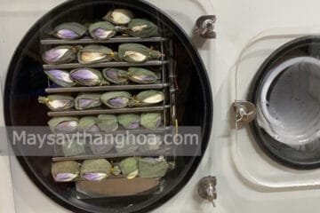 Son Dung Tea Cooperative, produce lotus tea, uses freeze dryer