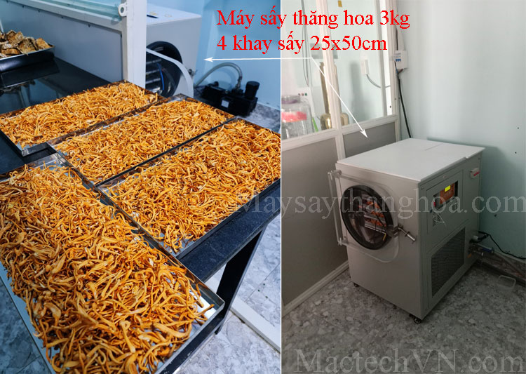 Hong Huong Phu Quoc bird nest, instant freeze-dried product, drying cordyceps mushrooms