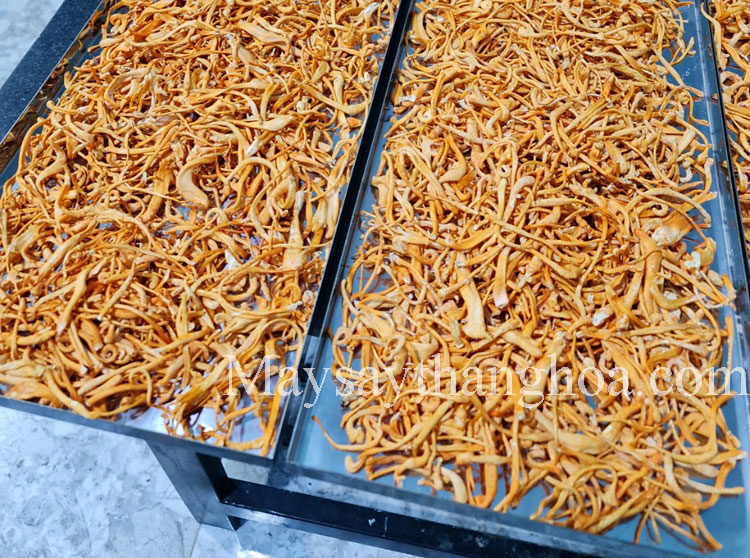 Hong Huong Phu Quoc bird nest, instant freeze-dried product, drying cordyceps mushrooms