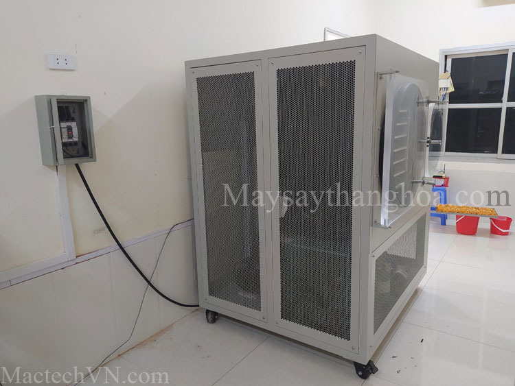 Tan Trao Tuyen Quang University, using 10kg Freeze dryer, drying cordyceps mushrooms