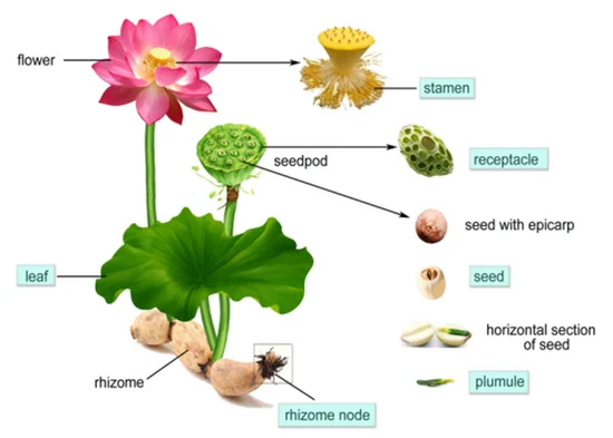 The ingredients of the lotus flower are used to make tea and herbal medicine