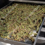 Dried green peppercorns retain their original shape and natural color.