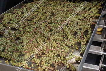 Dried green peppercorns retain their original shape and color